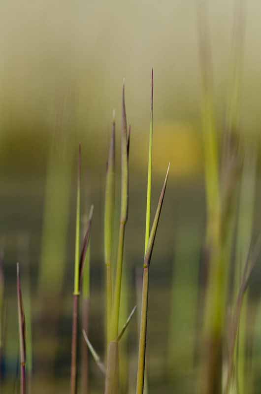 April 2012, Nes (Ameland); foto: © 2012 Ad de Witte 