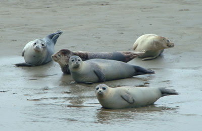 Bij mooi weer is de is de kans groot dat u op zandbanken groepen zeehonden kunt bewonderen (Foto: ANP)